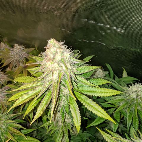 Humboldt Sour Diesel growlog timeline photo