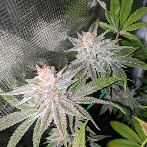 Pineapple Muffin growlog timeline photo