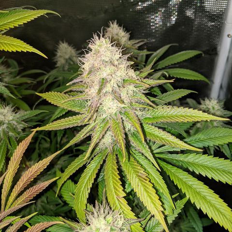Humboldt Sour Diesel growlog timeline photo
