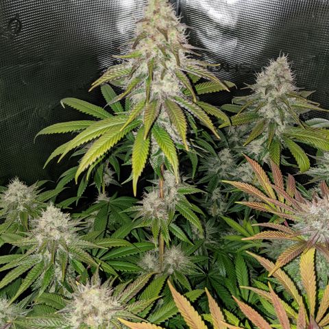 Humboldt Sour Diesel growlog timeline photo