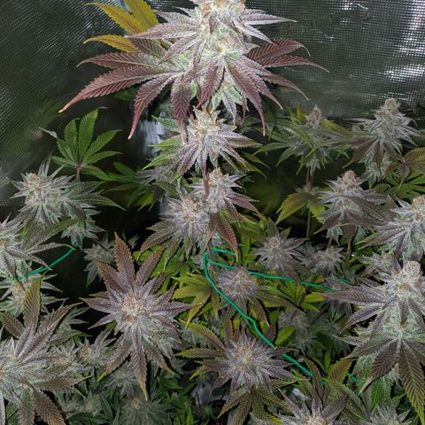 Pineapple Muffin growlog timeline photo