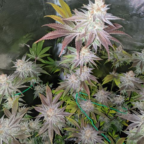 Pineapple Muffin growlog timeline photo