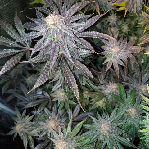 Pineapple Muffin growlog timeline photo