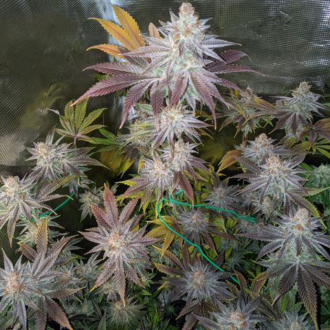 Pineapple Muffin growlog timeline photo
