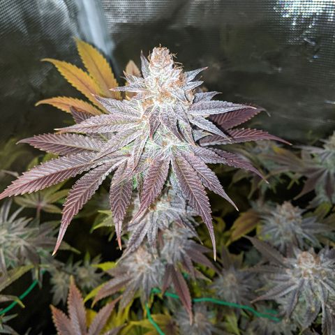 Pineapple Muffin growlog timeline photo