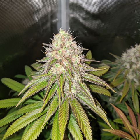 Humboldt Sour Diesel growlog timeline photo