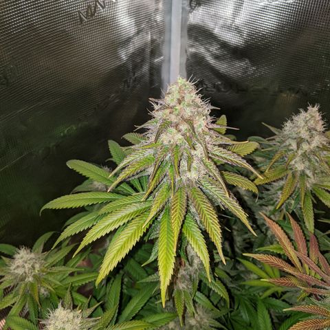 Humboldt Sour Diesel growlog timeline photo