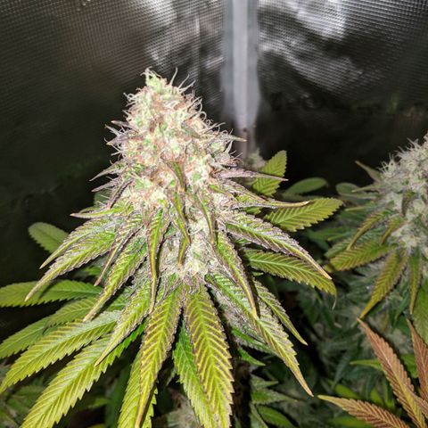 Humboldt Sour Diesel growlog timeline photo