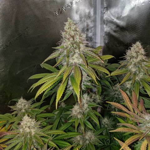Humboldt Sour Diesel growlog timeline photo