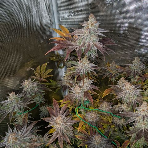 Pineapple Muffin growlog timeline photo