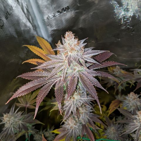 Pineapple Muffin growlog timeline photo