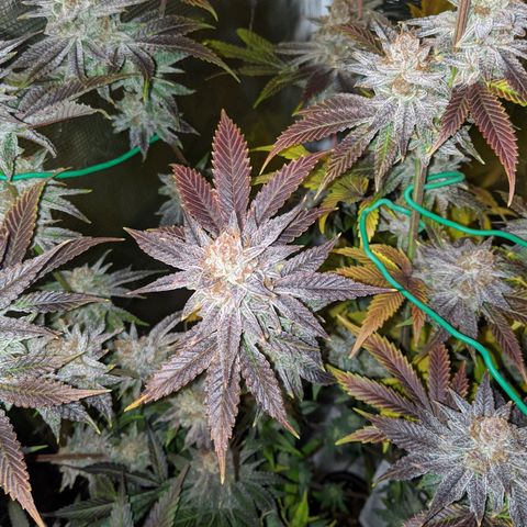Pineapple Muffin growlog timeline photo