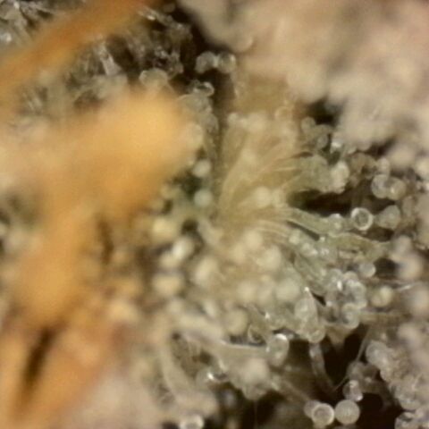 Pineapple Muffin growlog photo: Noch keine braunen Trichome sichtbar 