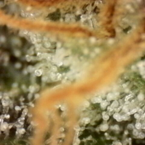 Pineapple Muffin growlog photo: Noch keine braunen Trichome sichtbar 