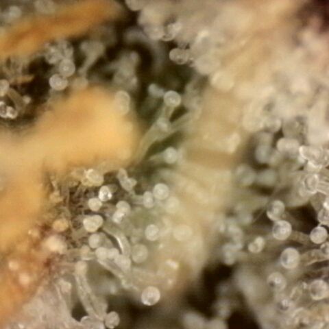 Pineapple Muffin growlog photo: Noch keine braunen Trichome sichtbar 