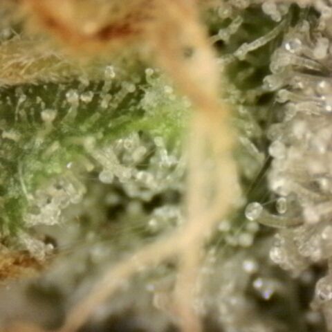 Pineapple Muffin growlog photo: Noch keine braunen Trichome sichtbar 