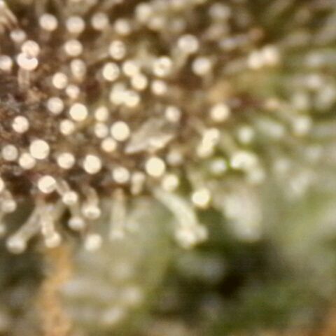 Pineapple Muffin growlog photo: Noch keine braunen Trichome sichtbar 