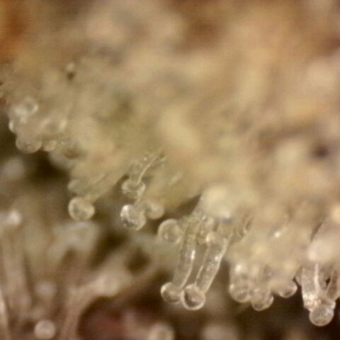 Pineapple Muffin growlog photo: Noch keine braunen Trichome sichtbar 