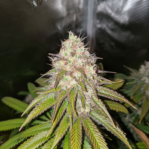 Humboldt Sour Diesel growlog timeline photo