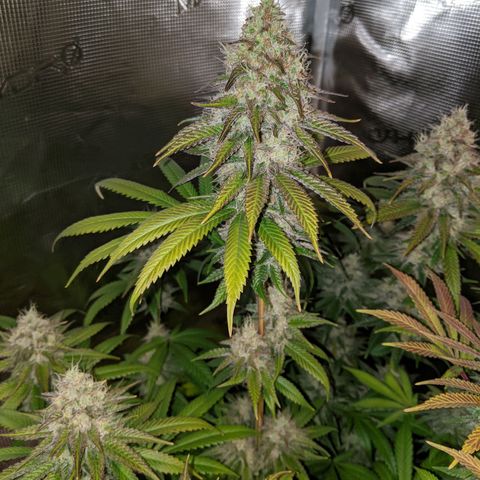 Humboldt Sour Diesel growlog timeline photo