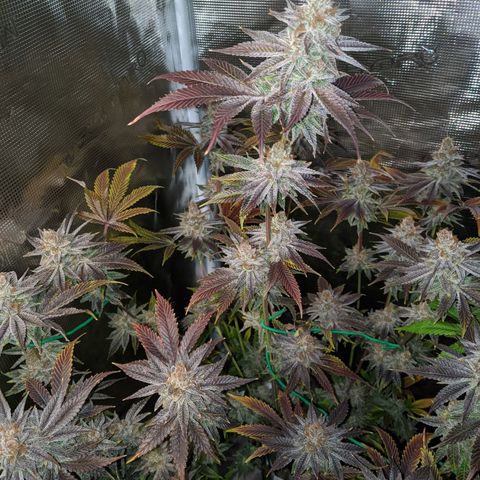 Pineapple Muffin growlog timeline photo