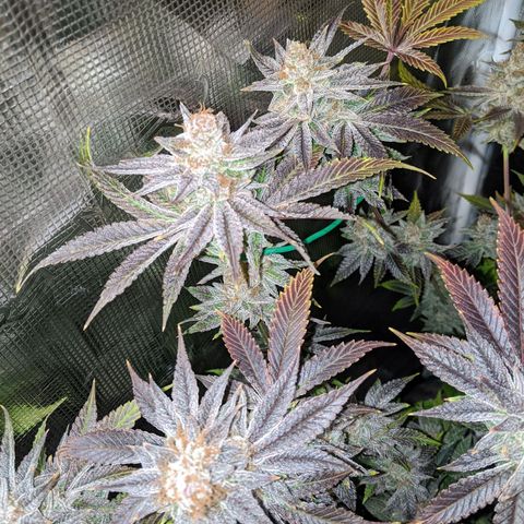 Pineapple Muffin growlog timeline photo