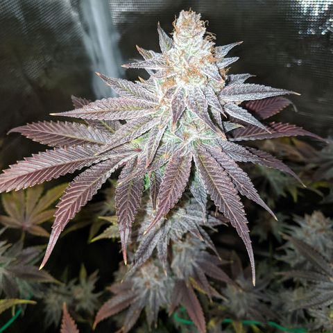 Pineapple Muffin growlog timeline photo