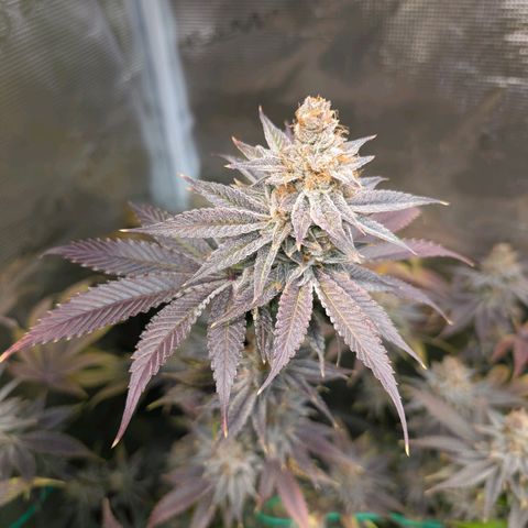 Pineapple Muffin growlog timeline photo