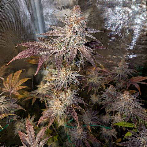 Pineapple Muffin growlog timeline photo