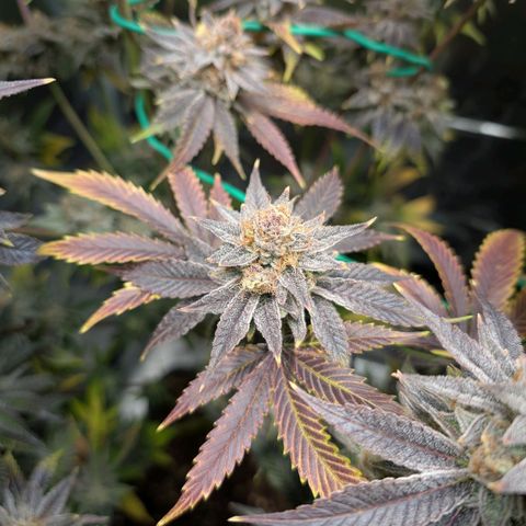 Pineapple Muffin growlog timeline photo