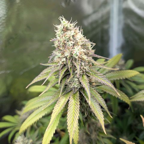 Humboldt Sour Diesel growlog timeline photo