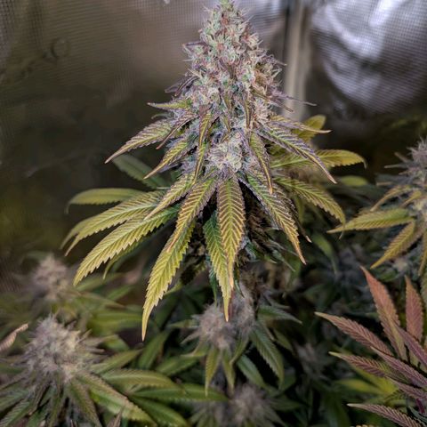 Humboldt Sour Diesel growlog timeline photo