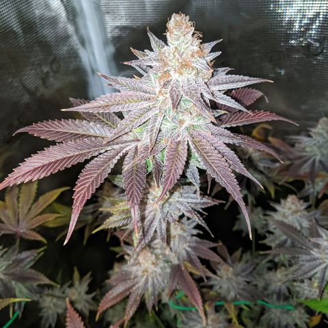 Pineapple Muffin growlog photo: Auch bald erntereif 