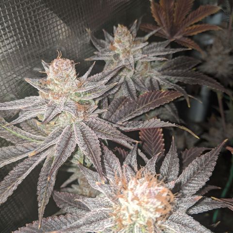 Pineapple Muffin growlog photo: Auch bald erntereif 