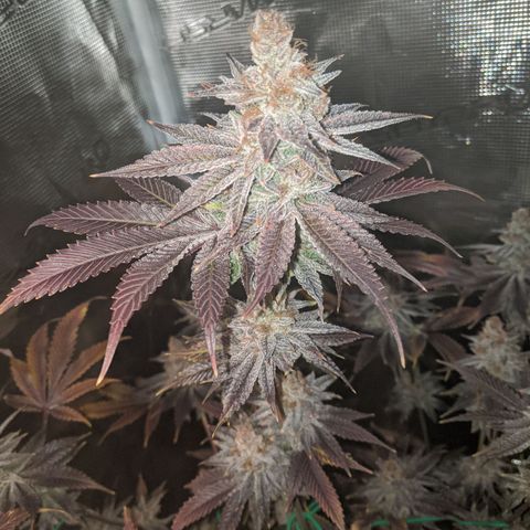Pineapple Muffin growlog photo: Auch bald erntereif 