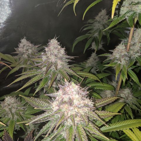 Humboldt Sour Diesel growlog timeline photo
