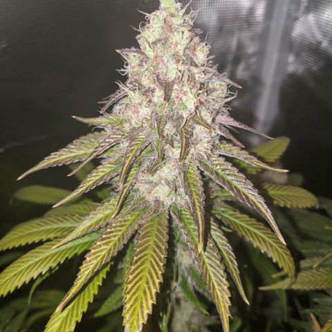 Humboldt Sour Diesel growlog timeline photo