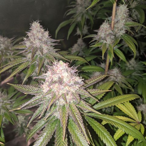 Humboldt Sour Diesel growlog timeline photo