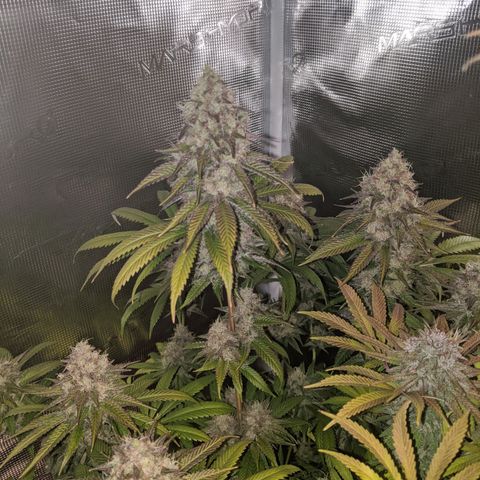 Humboldt Sour Diesel growlog timeline photo