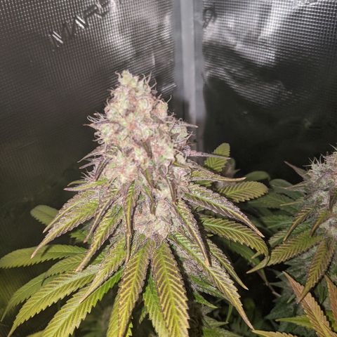 Humboldt Sour Diesel growlog timeline photo