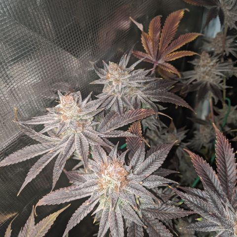 Pineapple Muffin growlog timeline photo