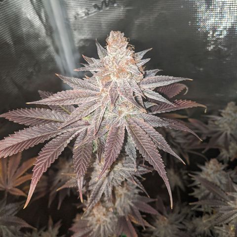 Pineapple Muffin growlog timeline photo