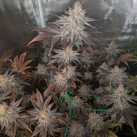 Pineapple Muffin growlog timeline photo