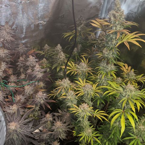 Pineapple Muffin growlog timeline photo