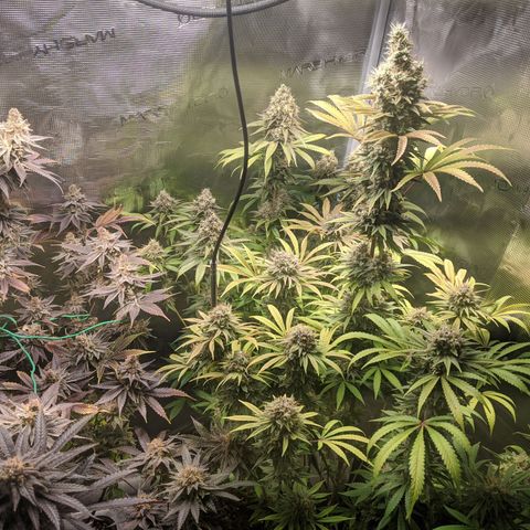 Pineapple Muffin growlog timeline photo
