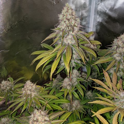Humboldt Sour Diesel growlog timeline photo