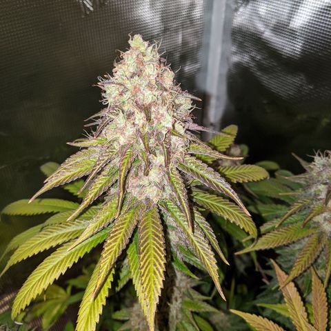Humboldt Sour Diesel growlog timeline photo