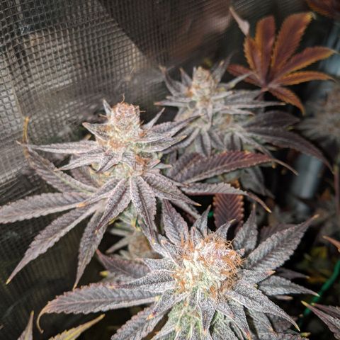 Pineapple Muffin growlog timeline photo