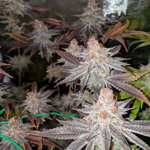 Pineapple Muffin growlog timeline photo