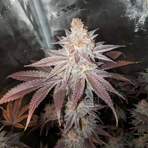 Pineapple Muffin growlog timeline photo